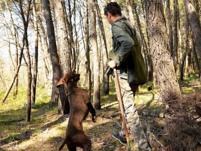 C�� chi li prende gi� addestrati ma l�ideale � che ogni cavatore cresca il proprio segugio, per imparare a interagire con lui quando � solo nel bosco (foto di Nicola Velluso)